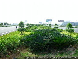 道路綠化 從設(shè)計(jì)到養(yǎng)護(hù)的全景展示