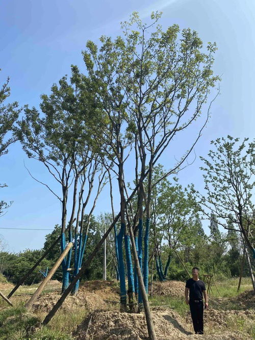 苗多多實地認(rèn)證景湖苗木 綠化養(yǎng)護(hù)專業(yè)指南