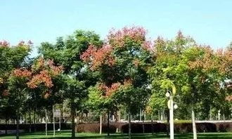 風(fēng)景園林綠化施工管理及養(yǎng)護(hù)技術(shù)探析