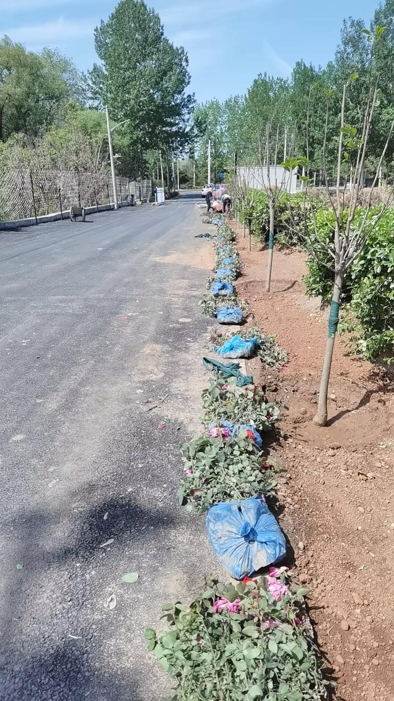 進(jìn)村路美化綠化工程與后續(xù)養(yǎng)護(hù)管理策略