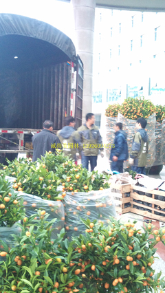 從年宵花綠植銷售到園林綠化施工 黃埔區(qū)政府服務(wù)升級(jí)與城市生態(tài)建設(shè)實(shí)踐