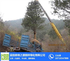 白皮松 優(yōu)質(zhì)苗木的選擇、推薦與綠化養(yǎng)護(hù)全攻略