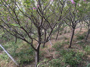 優質園林綠化工程，花都城園藝是您的理想之選