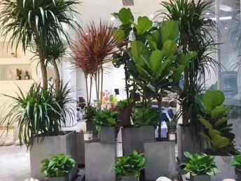 東莞城區專業別墅庭院花園設計施工與綠化養護全攻略